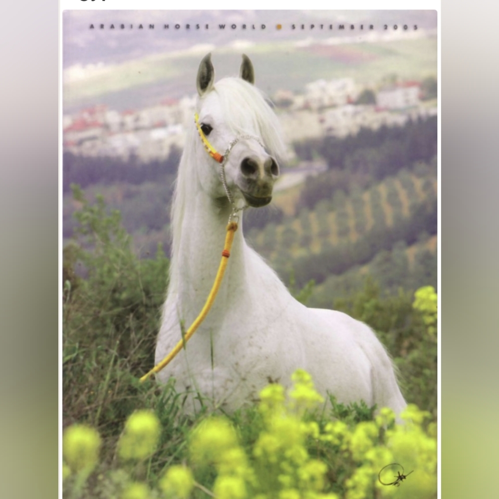 🆕Arabian Horse World September 2005 Volume 45 #12 Sealed Original Cellophane